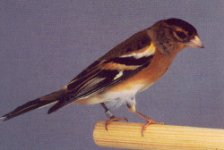 keep%20x%20vink%20montifringilla%20g0033.jpg