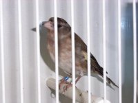 cardellinoxfringuello1fx8.jpg