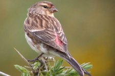 twite.jpg