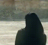 05.gif