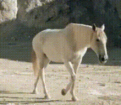 18.gif