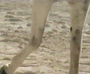 19.gif