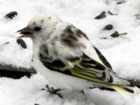 Carduelis%20pinus%20334.jpg