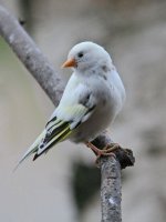 Carduelis%20pinus%20336.jpg