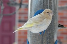 Carduelis%20pinus%20340.jpg